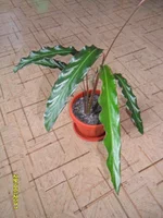 SAM_0698.webp