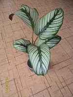 SAM_0701.webp