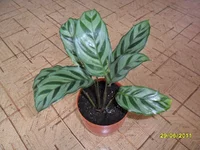 SAM_0702.webp
