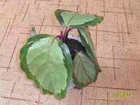 SAM_0488.webp