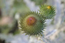 IMGP3840.webp