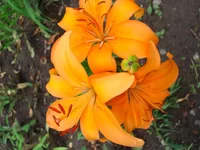 DSC05316.webp
