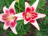 DSC05321.webp