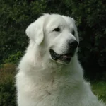 hdh2jc.webp