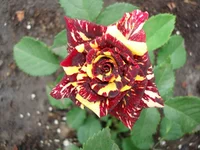 DSC05336.webp
