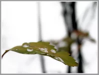 .webp