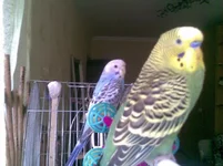 y_9ba2b601.webp