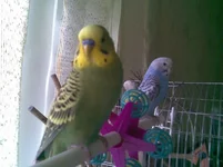 y_15b48cb4.webp