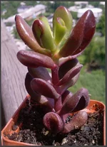 Crassula ovata Gollum (Толстянка гибр.) 3.jpg
