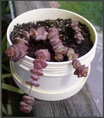 Crassula nealeana (К. Нила), C.rupestris, C.perfossa, Сr. lactea Ait. -Alt 2.jpg