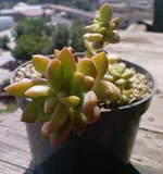 Sedum adolphii (Очиток Адольфа) 2.jpg