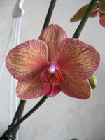 IMG_3045.webp