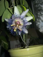 IMG_1310.webp
