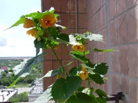 SAM_0763.webp