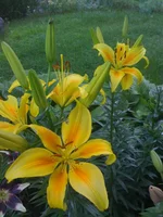 370.webp