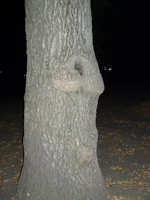  на дереве.webp