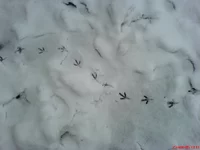 DSC00320.webp