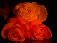 SUC30029.webp