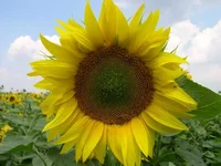 pchela.webp