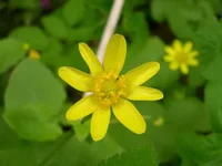 yellow flower.webp