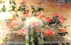 cact_roses.webp