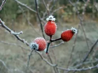 DSCF0336.webp