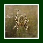 Pauk2.webp