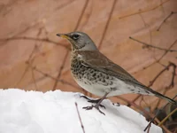  в центре Харькова.webp
