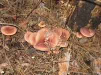 Resize of IMG_6268.webp