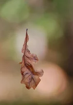 DSC_5881.webp