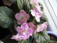 IMG_0105.webp