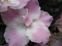 IMG_0107.webp