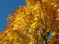 IMG_0242.webp