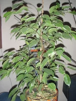 PA022489.webp