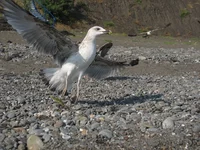 IMG (93).webp