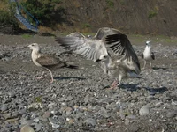IMG (94).webp
