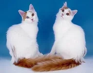 pipsa2.webp