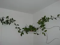 DSCN2697.webp