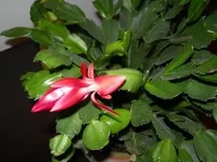 DSCN2704.webp
