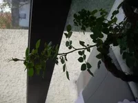 DSCN2707.webp