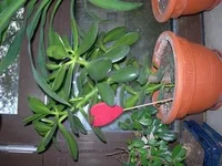 DSCN2708.webp
