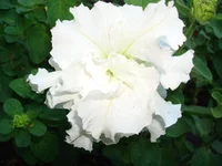 DSC05232.webp