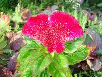 DSC05272.webp