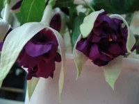 deep purple.webp