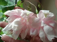 pink.webp