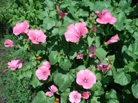 .webp