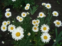 11.webp