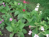11.webp