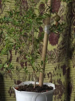 IMG_0988.webp