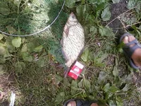 -0048д.webp